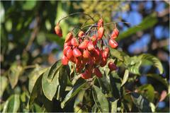 Connarus paniculatus